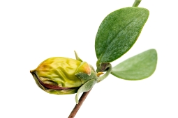The benefits of jojoba oil